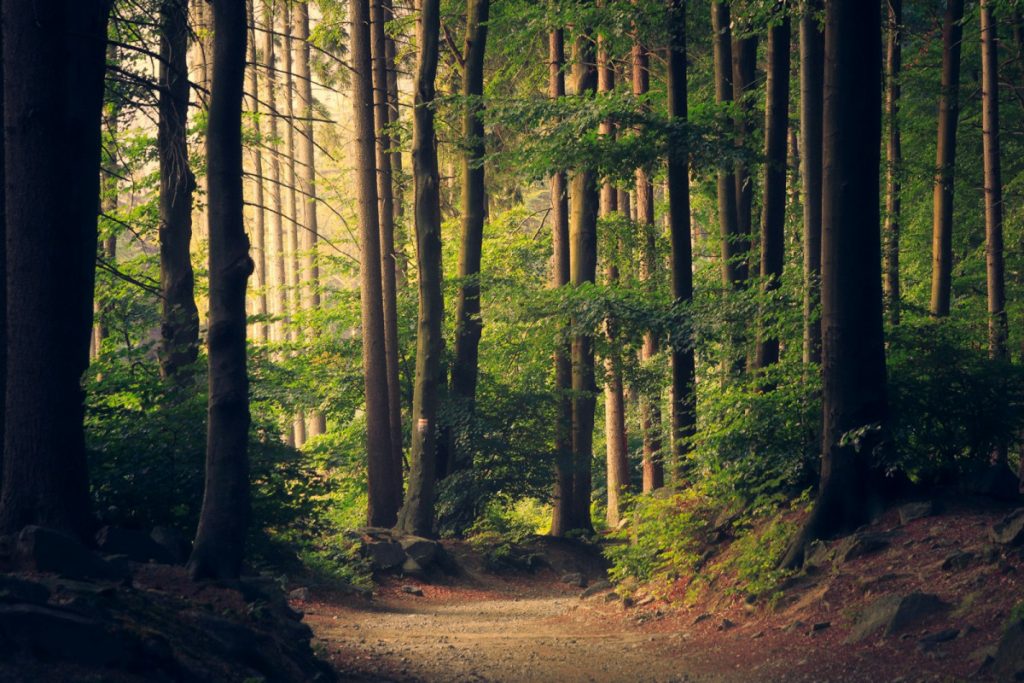 Bosque y montañas — destinos de naturaleza