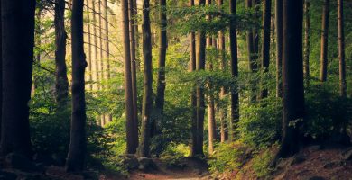 Bosque y montañas — destinos de naturaleza